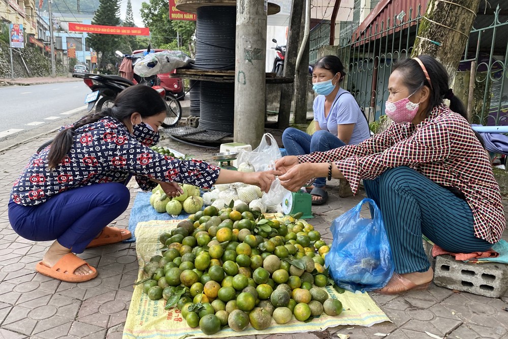 Quýt Mường Khương chín sớm được thu hoạch vào tháng 8 hằng năm. Quýt Mường Khương chín sớm được thu hoạch vào tháng 8 hằng năm.