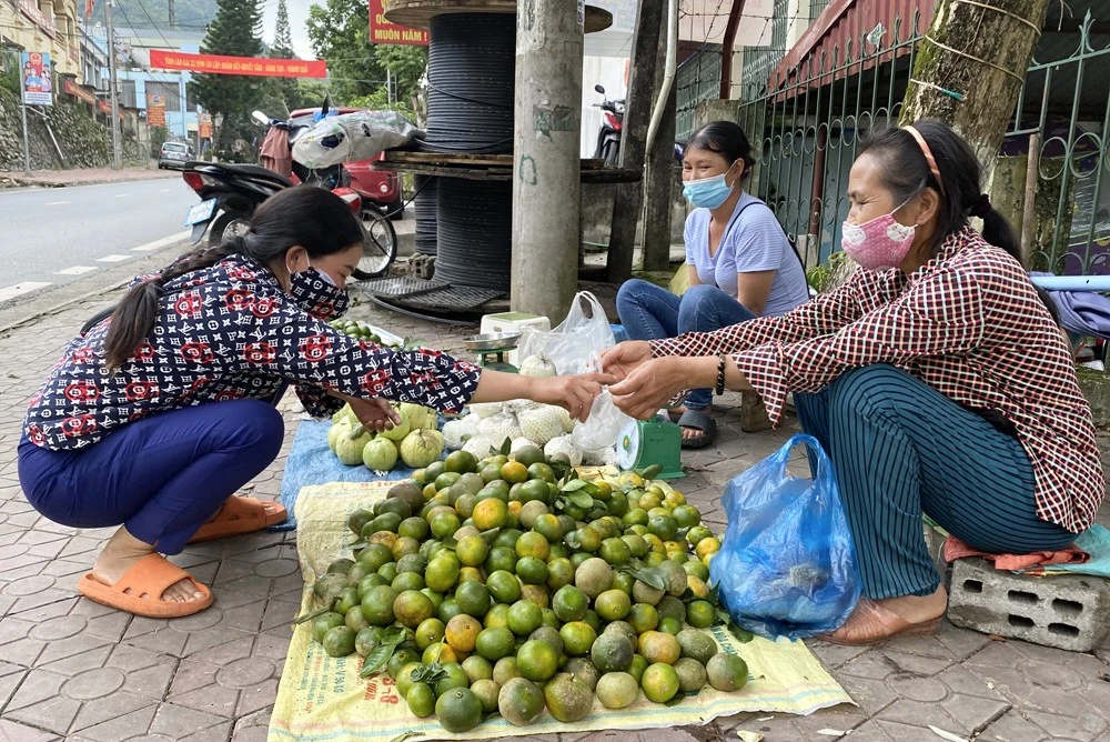 Quýt Mường Khương chín sớm được thu hoạch vào tháng 8 hằng năm.
