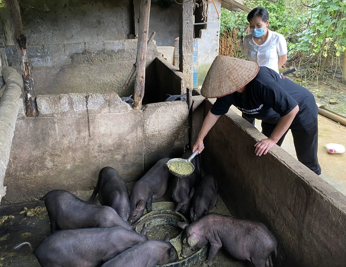 Chăn nuôi lợn địa phương theo hướng an toàn sinh học ảnh 1