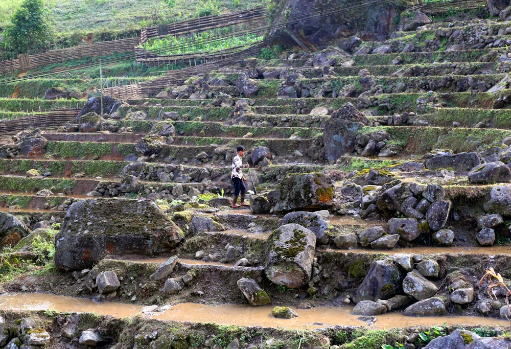 Vùng cao Bát Xát hối hả vào vụ cày cấy trên ruộng bậc thang ảnh 4