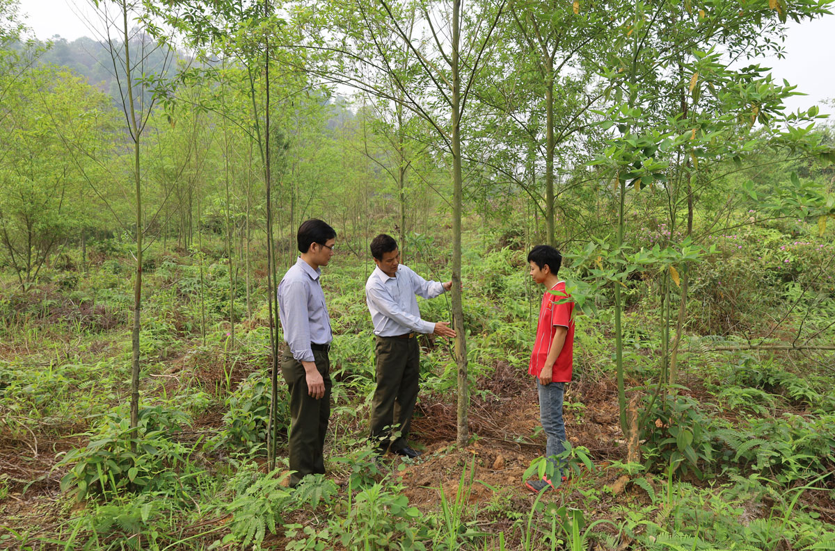 Trồng mới, cải tạo 5 ha cây màng tang để sản xuất tinh dầu ảnh 1 Trồng mới, cải tạo 5 ha cây màng tang để sản xuất tinh dầu ảnh 1
