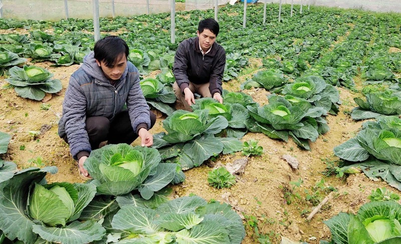 Mô hình trồng rau ứng dụng công nghệ cao tại xã Quan Hồ Thẩn.