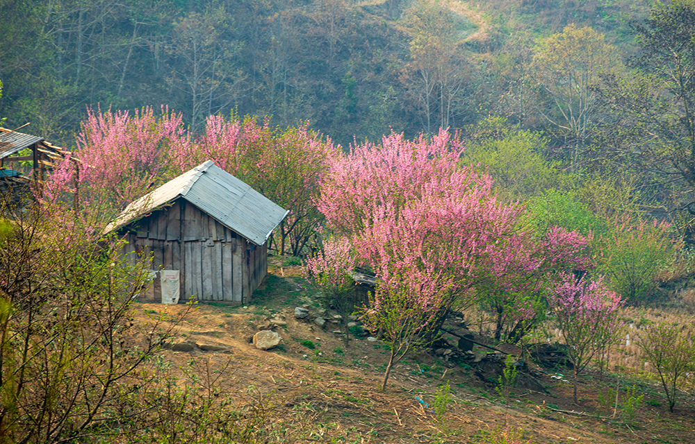 Hoa đào nở rực rỡ triền đồi tại thôn Phìn Hồ Thầu, xã Y Tý (Bát Xát). Trẻ em nô đùa dưới rừng đào. Vẻ đẹp của những cành đào hòa quyện cùng với cảnh sắc núi rừng tạo khung cảnh nên thơ. Sương khói mờ ảo, cùng với sắc đỏ hoa đào thật quyến rũ. Hoa đào tô điểm cho bức tranh phong cảnh ở nơi đây ấn tượng. Ngôi nhà nhỏ của đồng bào Mông nằm lọt thỏm giữa rừng đào.