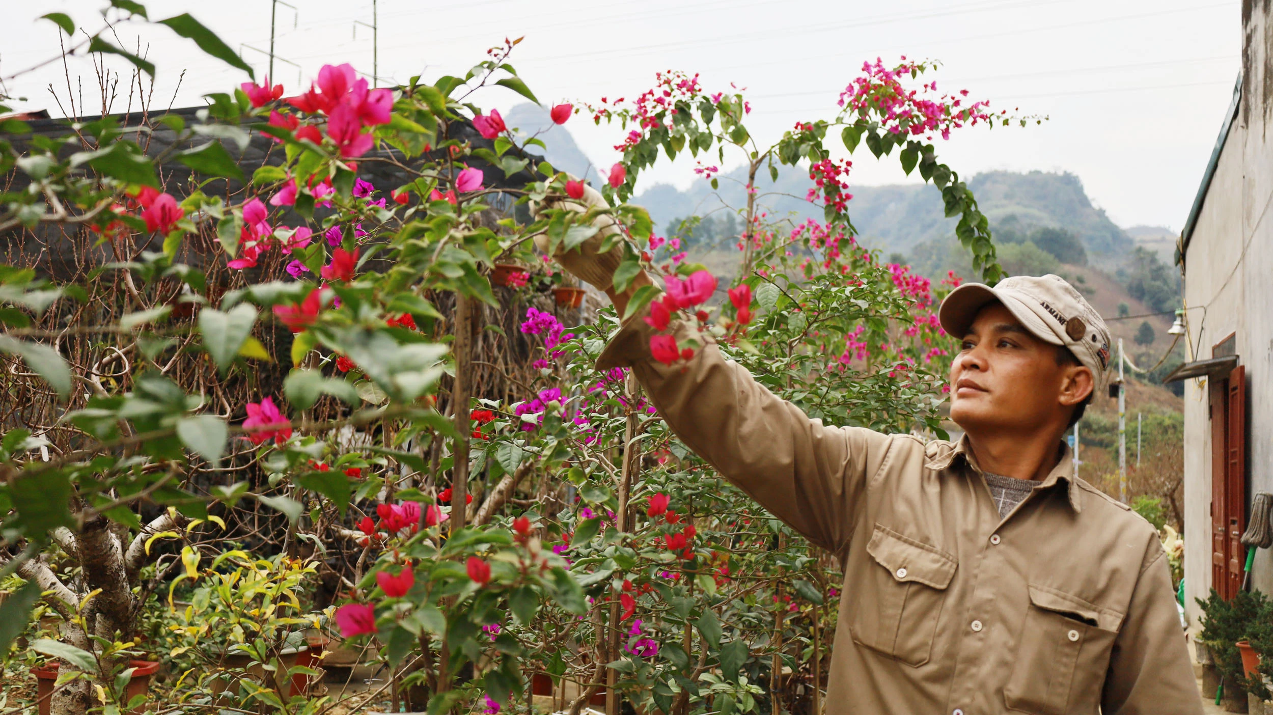 Anh Trần Duy Thực, chủ nhà vườn Hà Thực chăm sóc hoa xuân.
