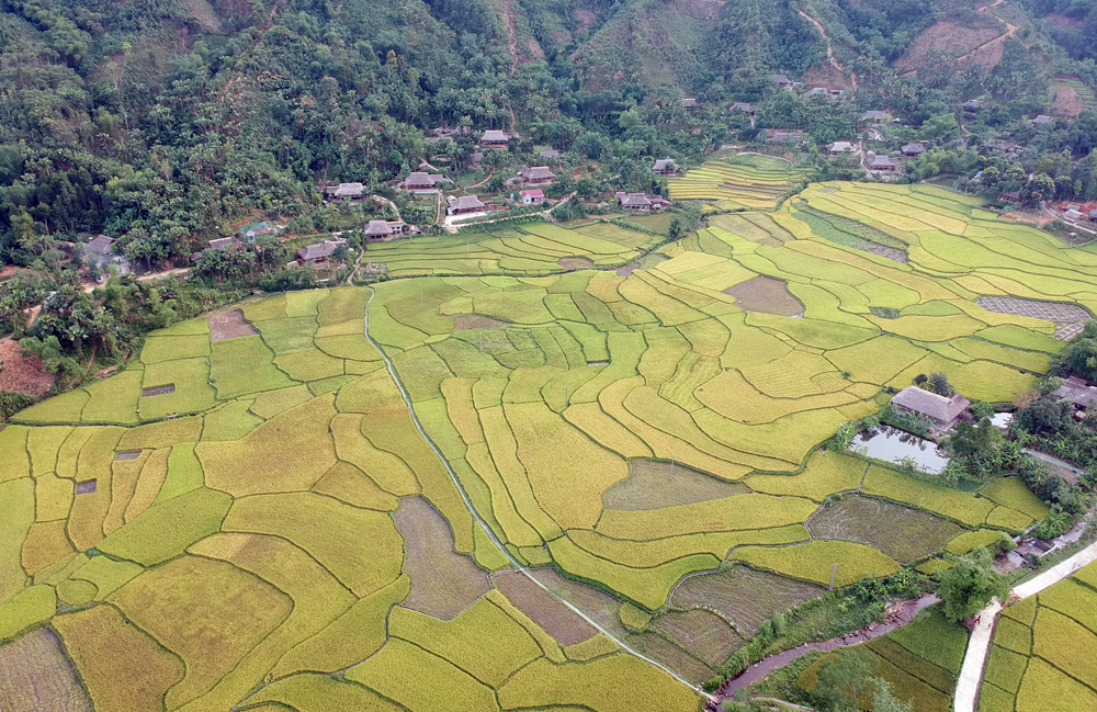 Mùa vàng bên dòng Nậm Luông ảnh 2