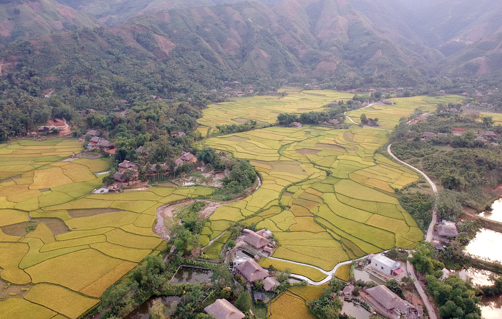 Mùa vàng bên dòng Nậm Luông ảnh 7