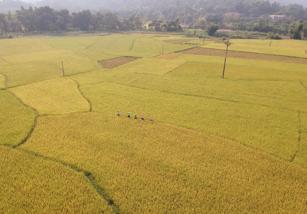Cánh đồng Bản Kem bên dòng Nậm Luông là cánh đồng lớn nhất Nghĩa Đô. Nếp nhà sàn truyền thống tựa lưng vào núi hướng ra cánh đồng trở thành hình ảnh đặc trưng của Nghĩa Đô. Từ Bản Kem đến Bản Hốc, Thâm Luông, Nà Khương… đâu đâu cũng một màu vàng óng ánh. Ruộng lúa chín vàng xen lẫn những thửa ruộng gặt xong như bức tranh thêu. Sáng sớm nông dân đã ra đồng thu hoạch. Nhờ những tuyến đường nội đồng được đổ bê tông, máy tuốt lúa có thể ra tận ruộng. Bản làng no ấm.