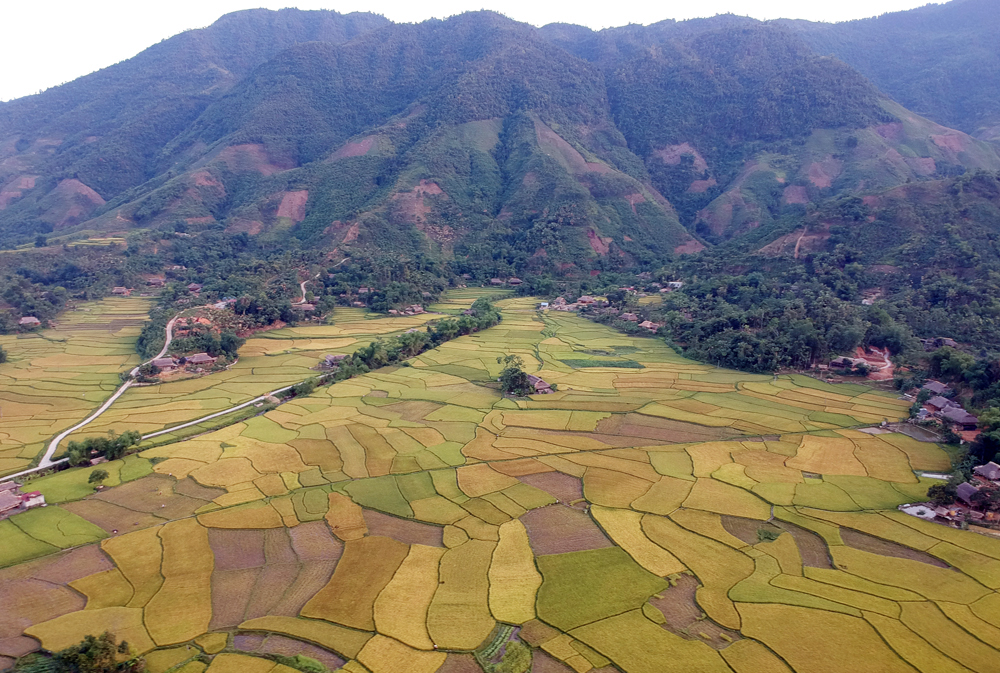 Mùa vàng bên dòng Nậm Luông ảnh 3