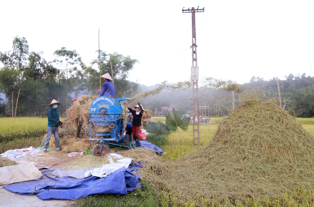 Mùa vàng bên dòng Nậm Luông ảnh 6