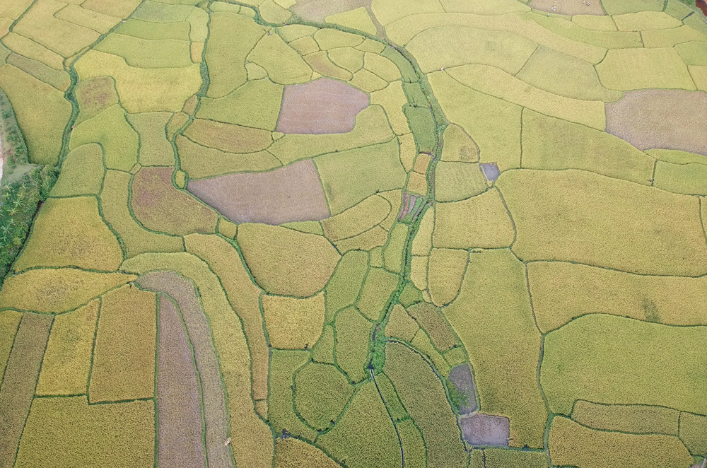 Mùa vàng bên dòng Nậm Luông ảnh 4