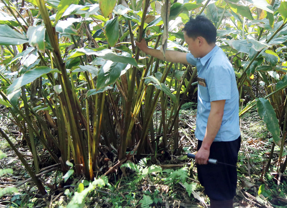 Nhờ làm tốt công tác tuyên truyền, vận động nên người dân Bát Xát đã không mở rộng diện tích thảo quả từ nhiều năm nay.