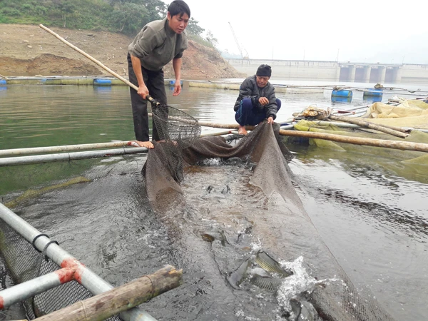 Nuôi cá lồng đang là hướng phát triển kinh tế mới của xã Cốc Ly. Ảnh: Đức Toàn