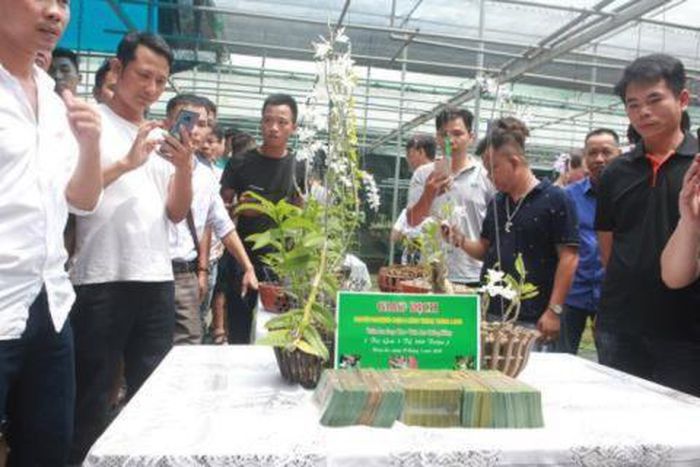 Lan Phi điệp đột biến đang rơi vào tình trạng vỡ trận.