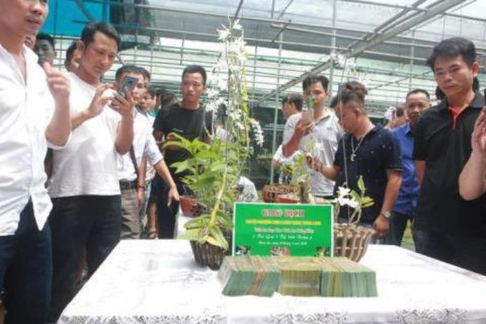 Lan Phi điệp đột biến đang rơi vào tình trạng vỡ trận.