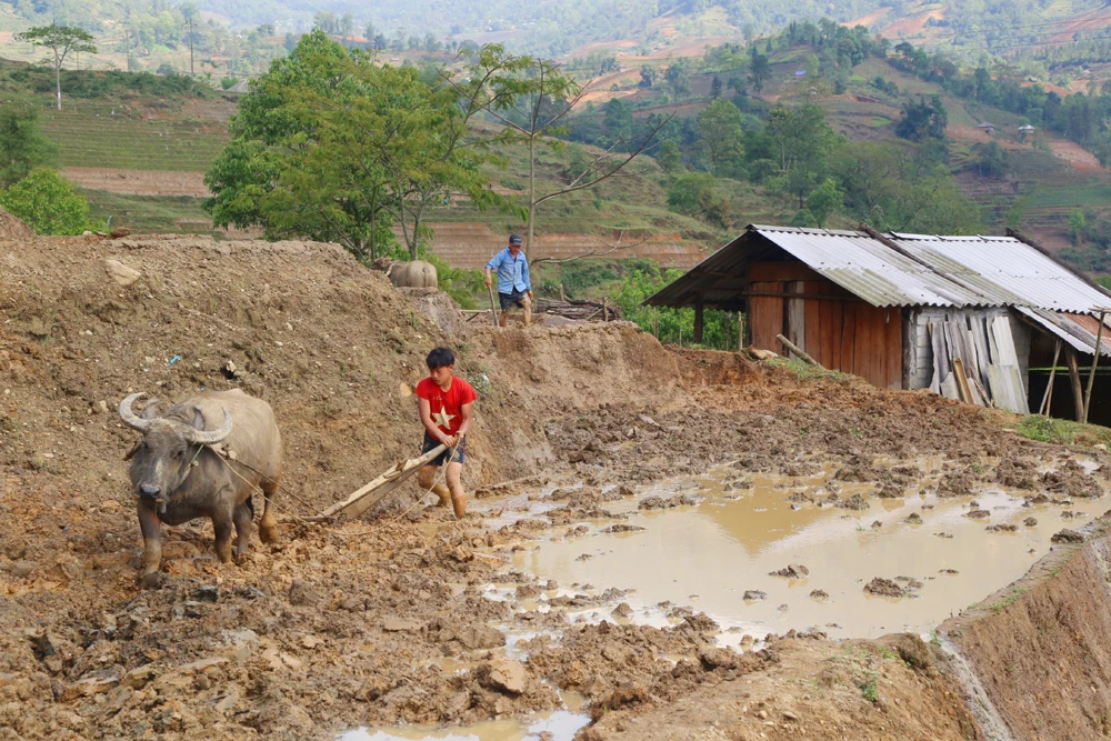 Vùng cao Bát Xát hối hả vào vụ cày cấy trên ruộng bậc thang ảnh 2