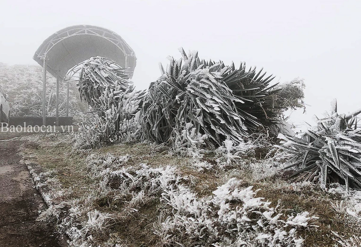 Sa Pa xuất hiện băng tuyết trên khu vực đèo Ô Quý Hồ ảnh 5