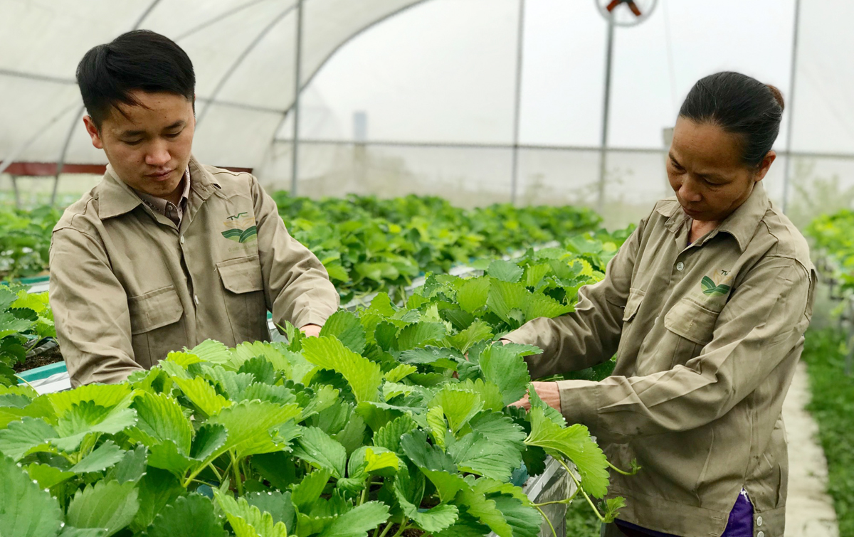 Lên Bắc Hà trải nghiệm vườn rau, quả ôn đới ảnh 2