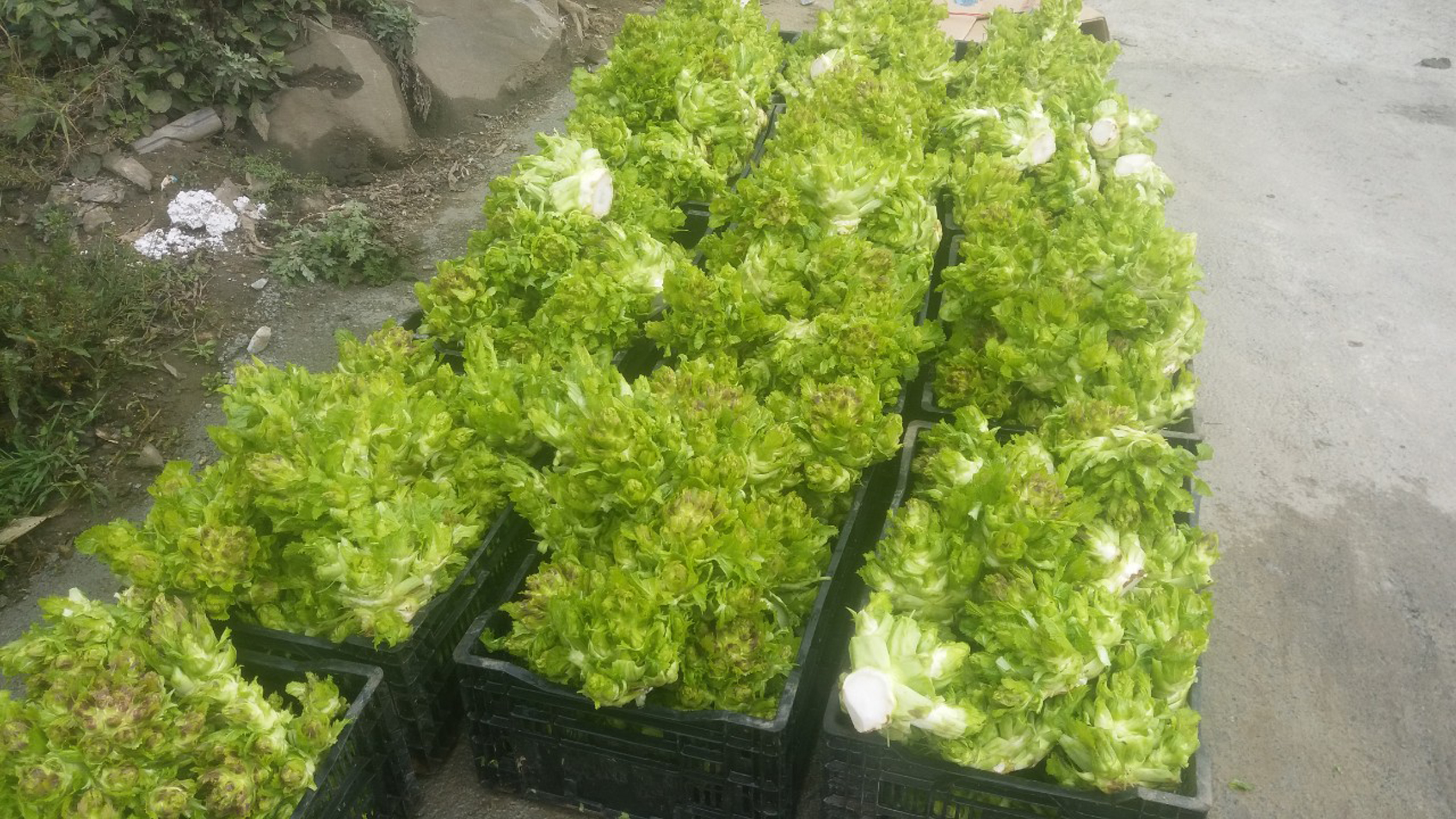 Nông dân Sa Pa trồng rau mầm đá phục vụ thị trường Tết Nguyên đán ảnh 2