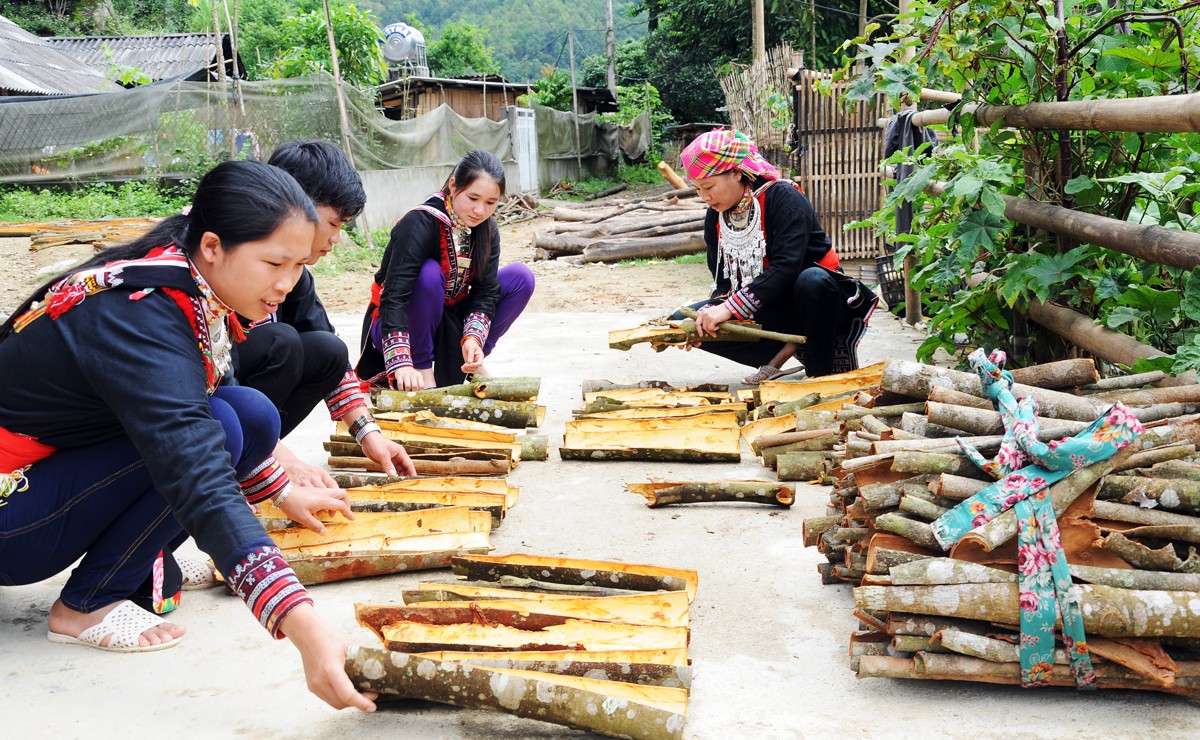 Lào Cai sẽ tập trung xây dựng vùng sản xuất quế hàng hóa theo quy mô lớn.