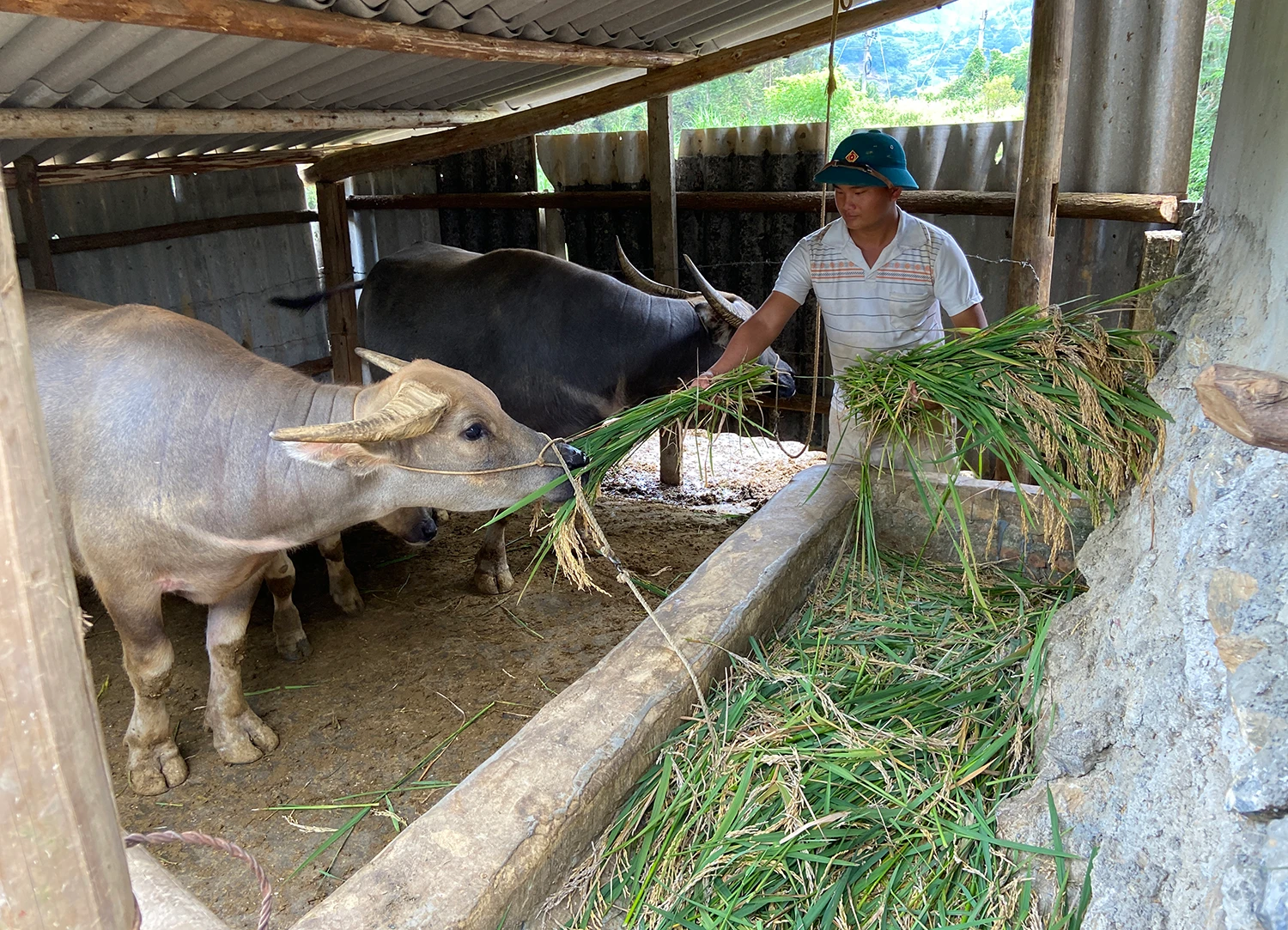 Anh Hoàng Seo Cư, thôn Ngã Ba, xã Quan Hồ Thẩn ngậm ngùi cắt lúa hỏng về làm thức ăn cho trâu.