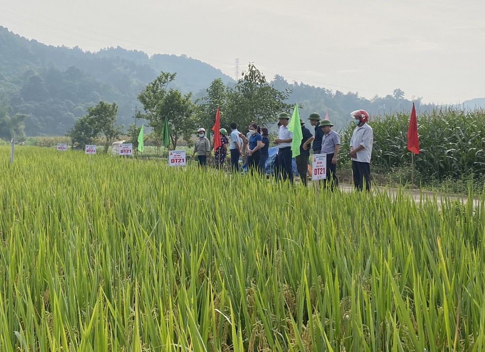 Khảo nghiệm giống lúa lai mới, năng suất cao ảnh 2