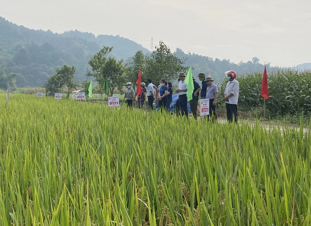Khảo nghiệm giống lúa lai mới, năng suất cao ảnh 2
