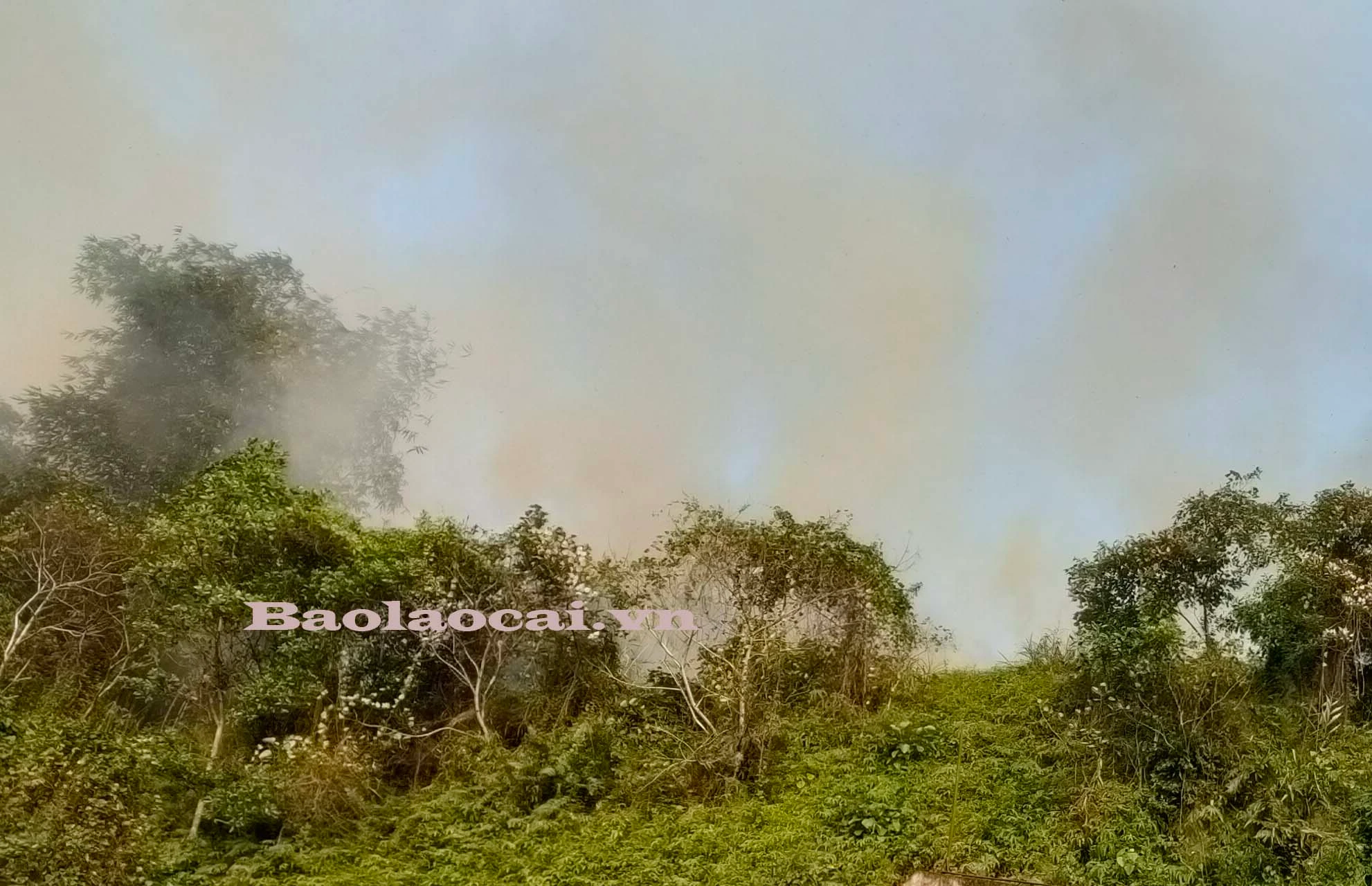 Đám cháy bùng phát trên đồi cây rừng tái sinh ở tổ 2, phường Lào Cai. Đám cháy bùng phát trên đồi cây rừng tái sinh ở tổ 2, phường Lào Cai.