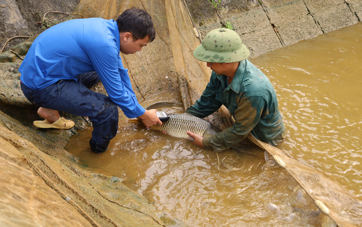 Kiểm tra cá bố, mẹ thông qua mã số điện tử đã được gắn.