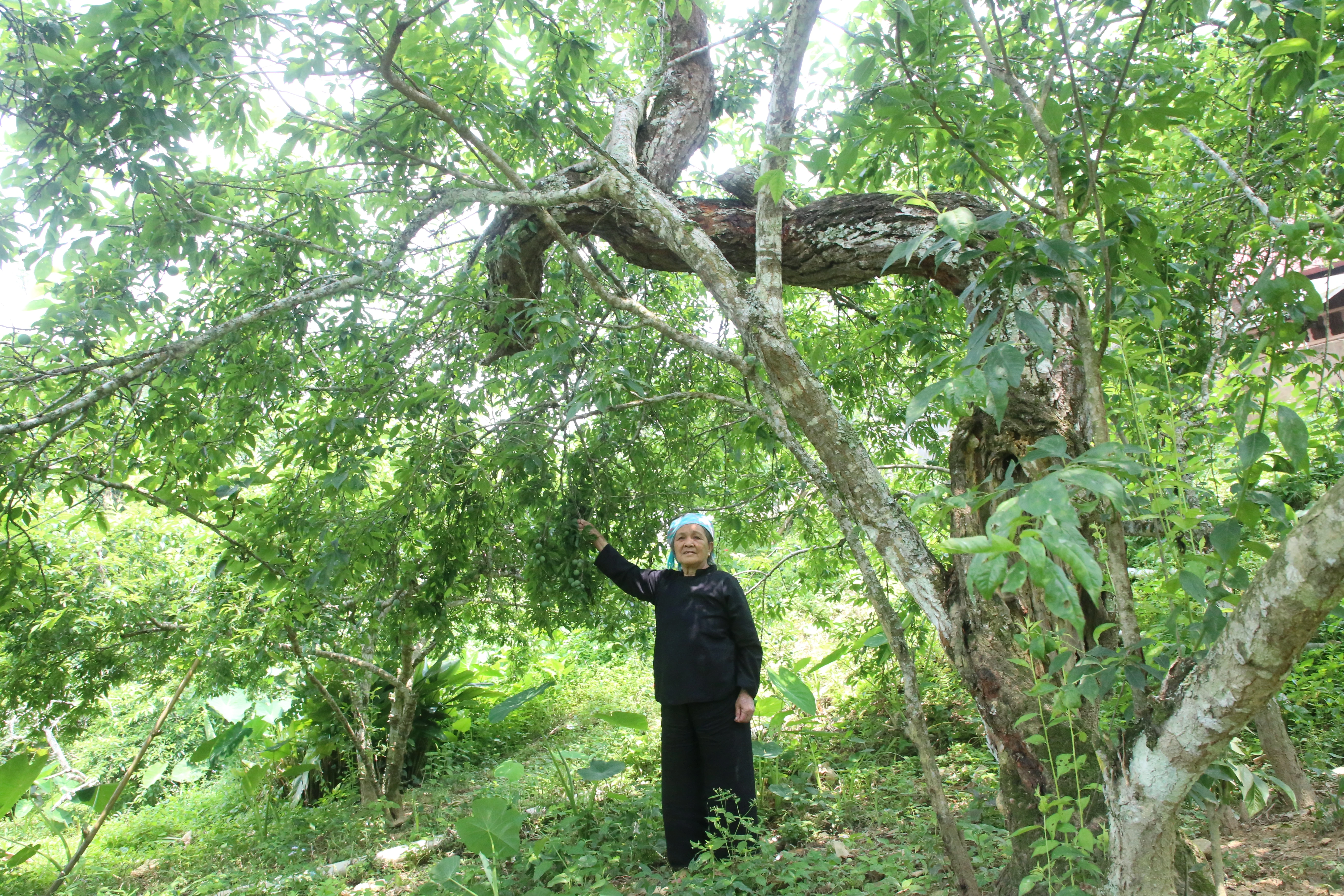 Bà Xin Thị Húy hái những trái mận đầu mùa.