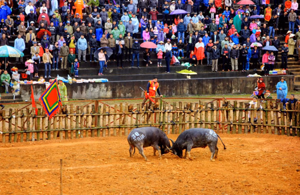 Lễ hội Chọi trâu.