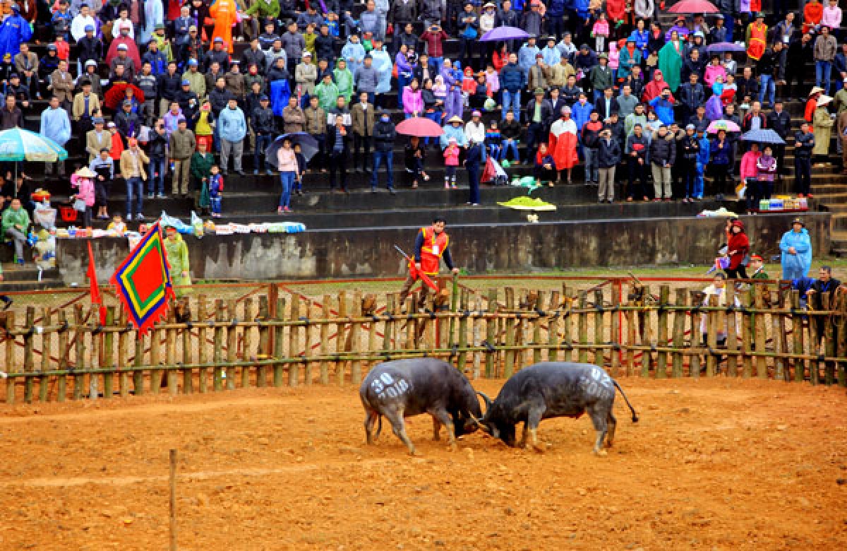 Lễ hội Chọi trâu. Lễ hội Chọi trâu.