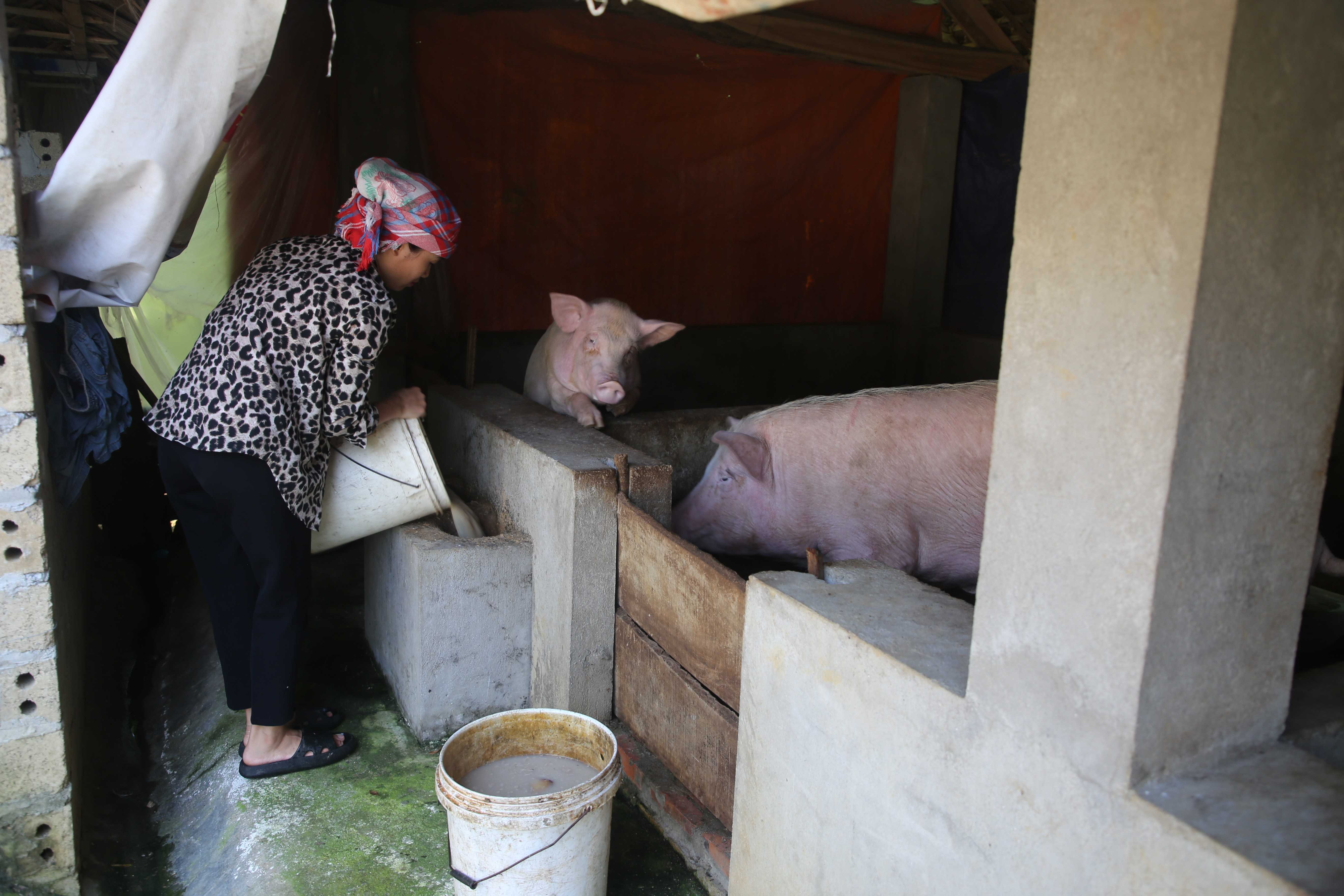 Dinh thự cổ nhìn từ trên cao. Dinh thự bề thế trên cao nguyên Bắc Hà. Kiến trúc của dinh thự luôn thu hút khách du lịch đến tham quan. Mái lợp ngói âm dương - nét kiến trúc phương Đông. Trang trí hoa văn cửa sổ in dấu thời gian. Triển lãm ảnh của các nghệ sỹ nhiếp ảnh Lào Cai tổ chức tại dinh thự Hoàng A Tưởng. Dinh thự cổ nhìn từ trên cao. Dinh thự bề thế trên cao nguyên Bắc Hà. Kiến trúc của dinh thự luôn thu hút khách du lịch đến tham quan. Mái lợp ngói âm dương - nét kiến trúc phương Đông. Trang trí hoa văn cửa sổ in dấu thời gian. Triển lãm ảnh của các nghệ sỹ nhiếp ảnh Lào Cai tổ chức tại dinh thự Hoàng A Tưởng.
