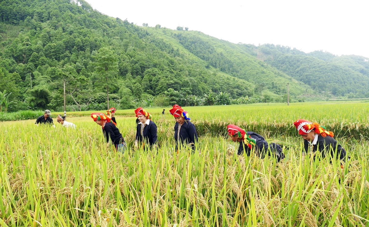 Niềm vui được mùa của nông dân vùng cao Lào Cai. Niềm vui được mùa của nông dân vùng cao Lào Cai.