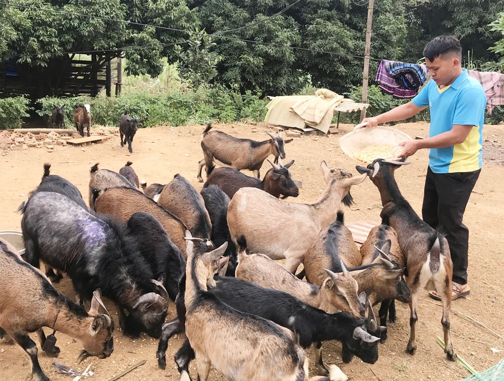 Chàng thanh niên Mông làm giàu từ nuôi dê ảnh 1 Chàng thanh niên Mông làm giàu từ nuôi dê ảnh 1