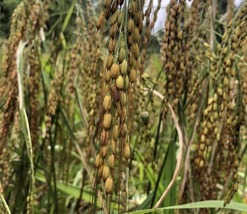 Lúa nếp dâu với phần gai dài đặc trưng.