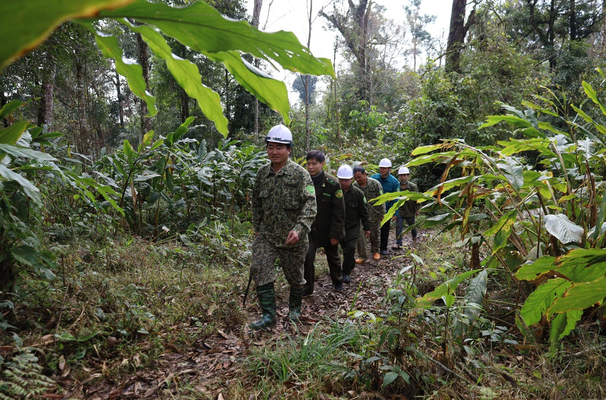 Chú trọng bảo vệ rừng dịp Tết Nguyên đán ảnh 2