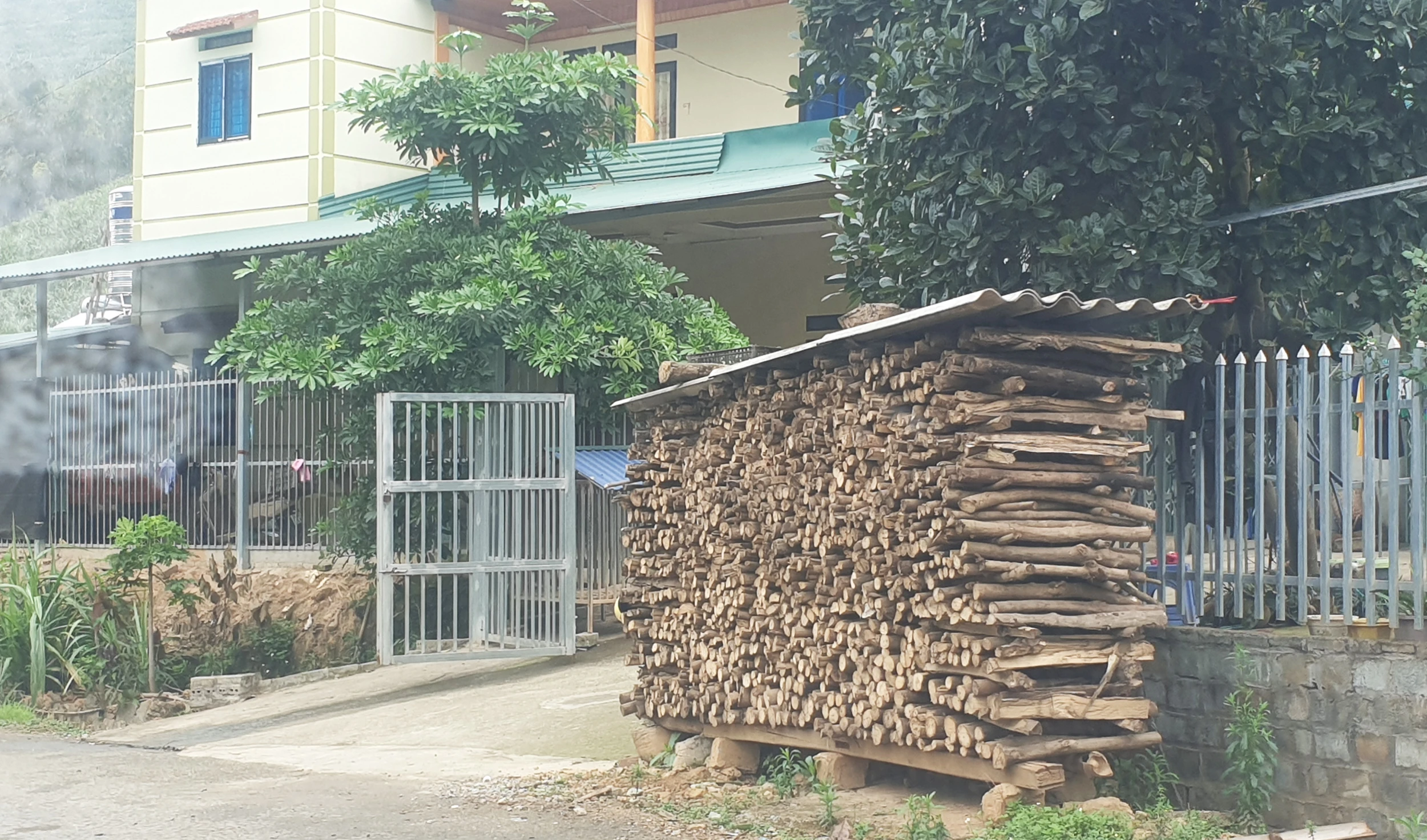 Hình ảnh những đống củi cao su được xếp dọc đường vào các thôn trong xã Bản Lầu.