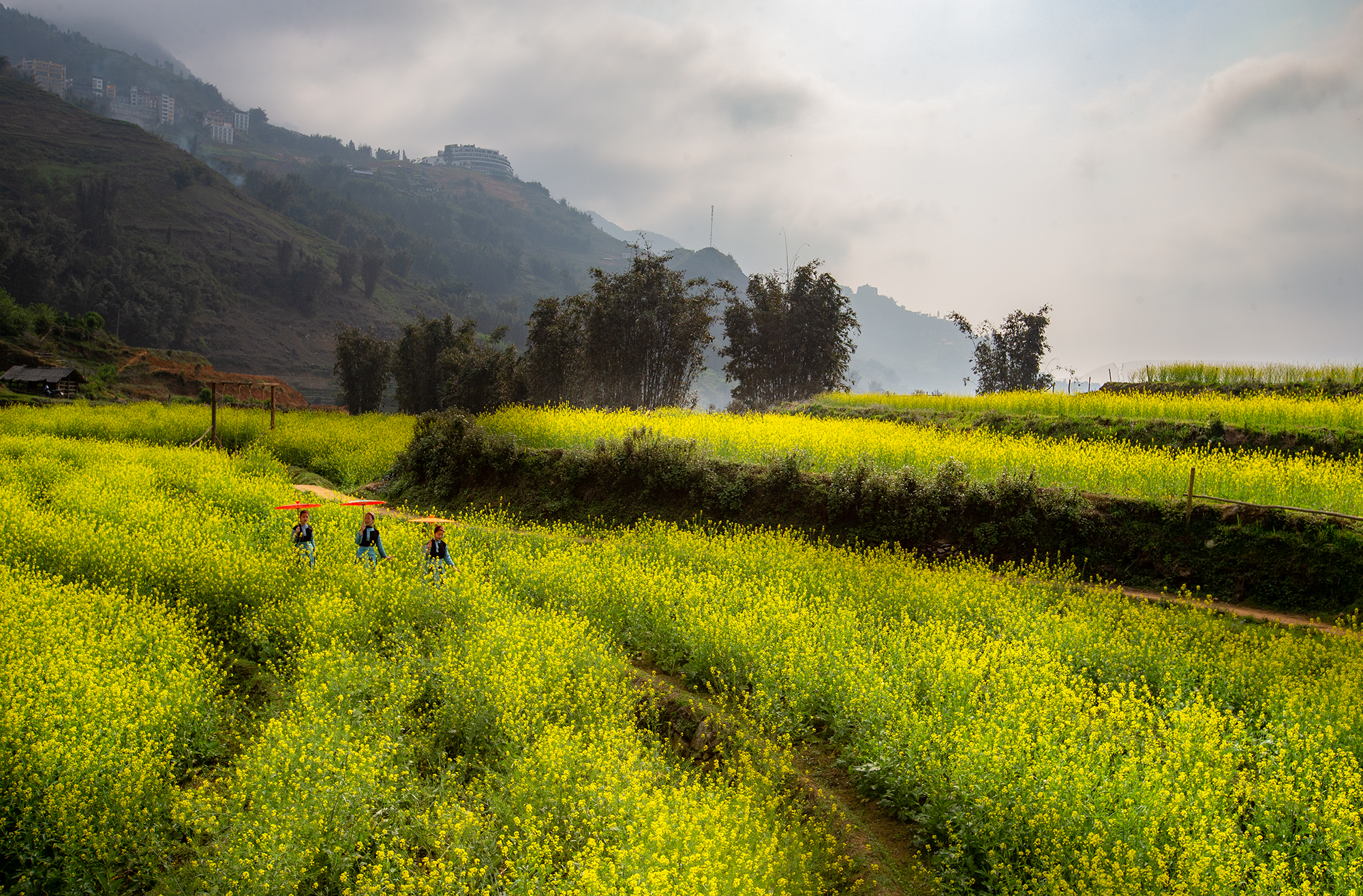 Sắc vàng Cát Cát ảnh 5