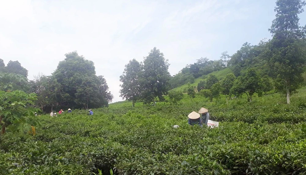 Chè là cây trồng chủ lực ở Cốc Cái.