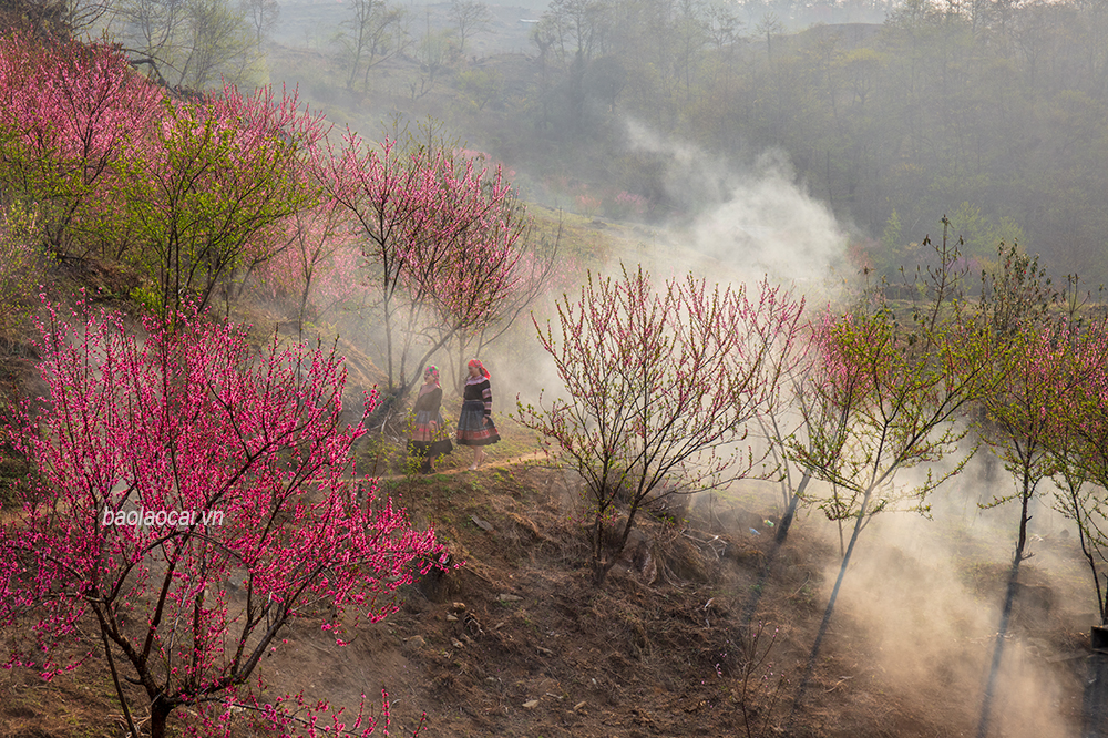 Hoa đào nở rực rỡ triền đồi tại thôn Phìn Hồ Thầu, xã Y Tý (Bát Xát). Trẻ em nô đùa dưới rừng đào. Vẻ đẹp của những cành đào hòa quyện cùng với cảnh sắc núi rừng tạo khung cảnh nên thơ. Sương khói mờ ảo, cùng với sắc đỏ hoa đào thật quyến rũ. Hoa đào tô điểm cho bức tranh phong cảnh ở nơi đây ấn tượng. Ngôi nhà nhỏ của đồng bào Mông nằm lọt thỏm giữa rừng đào.