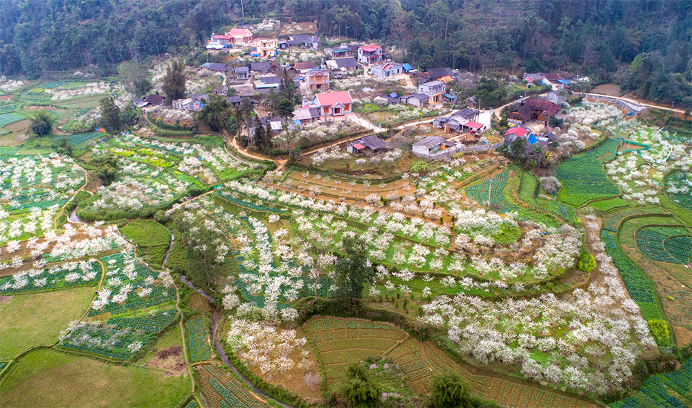 Trắng tinh khôi mùa hoa mận Bắc Hà ảnh 1