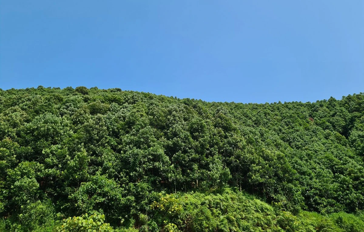 Ngát xanh rừng quế.