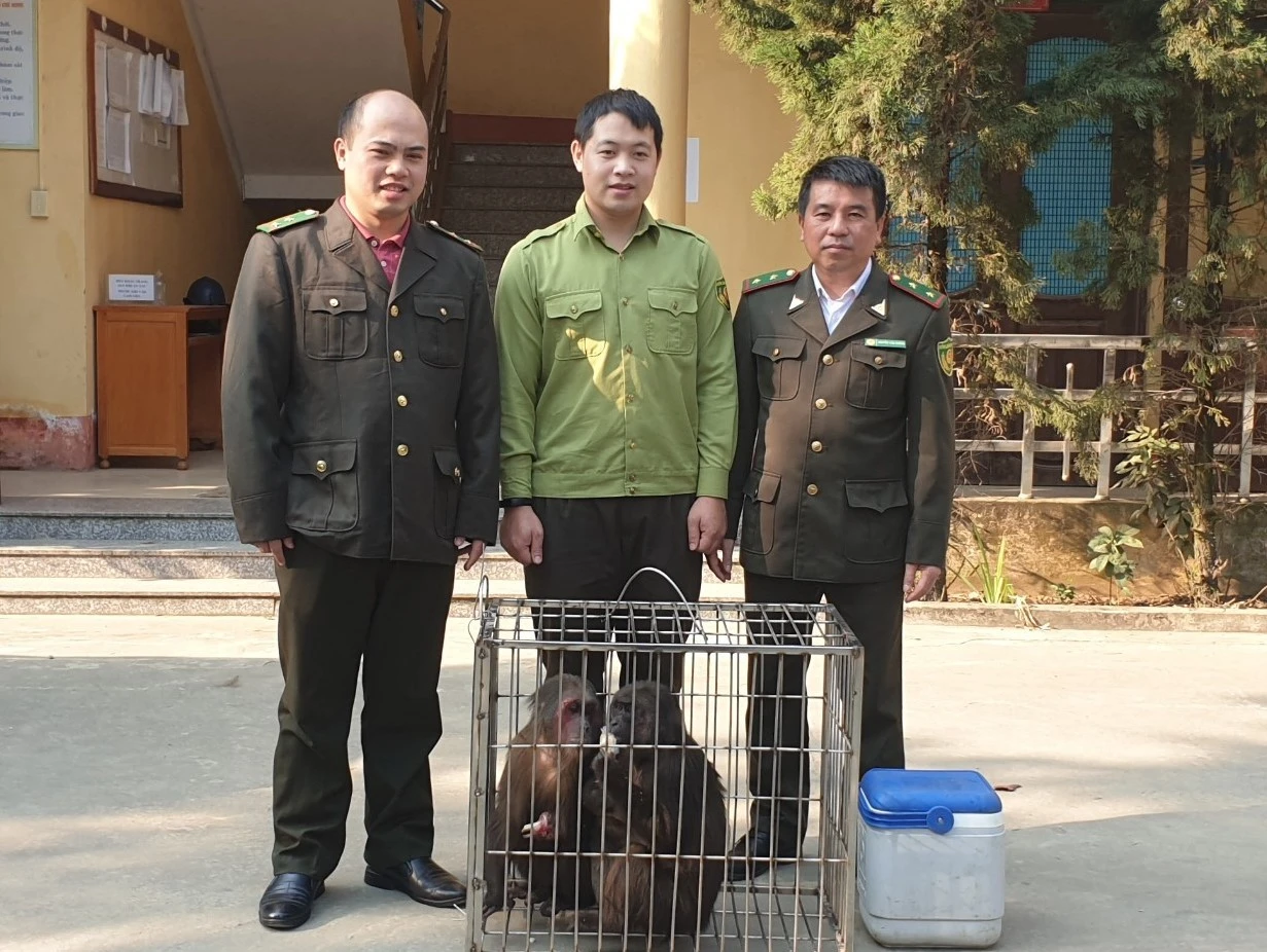 Tiếp nhận 3 cá thể khỉ mặt đỏ do người dân tự nguyện bàn giao ảnh 2