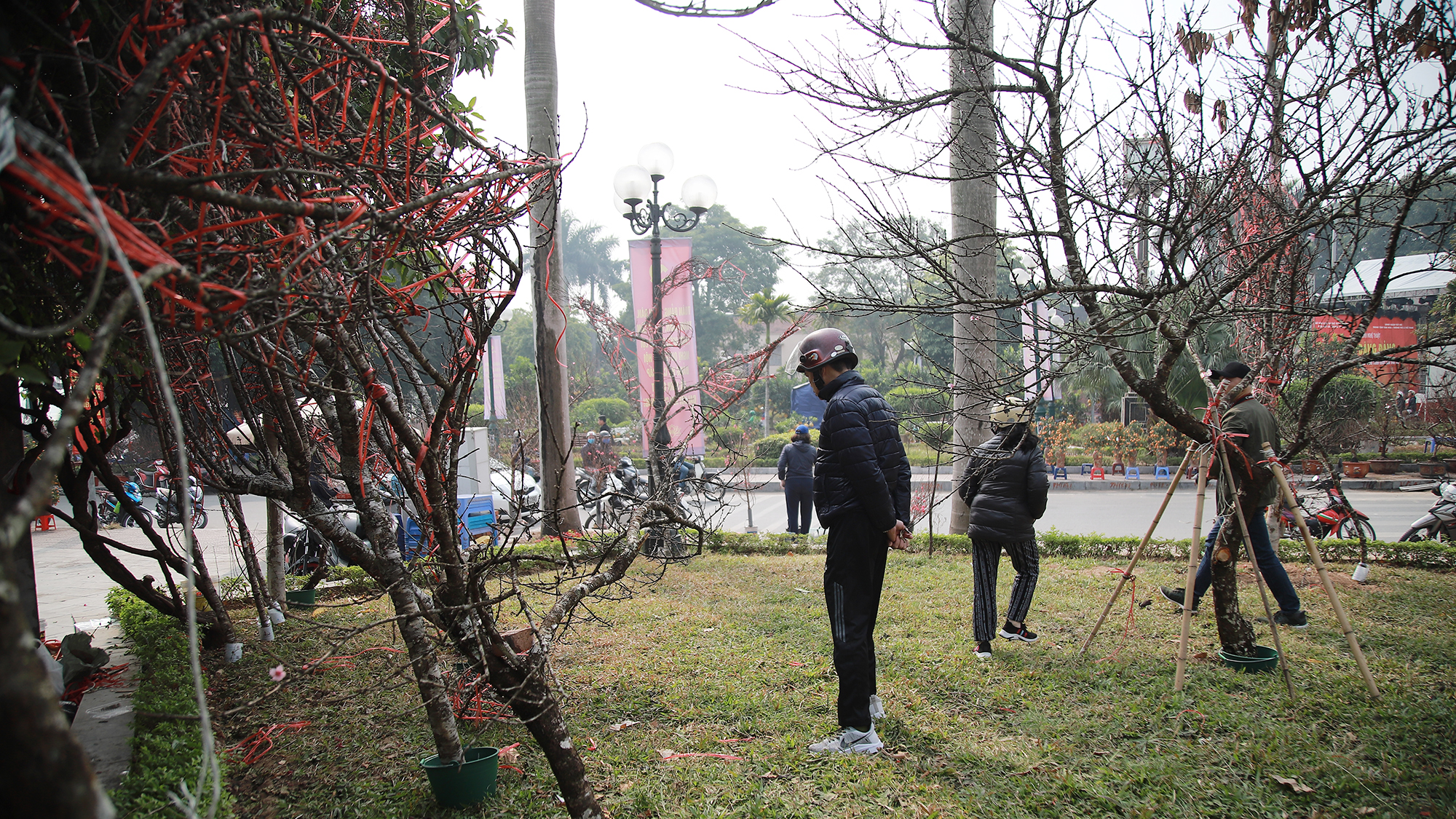 Nhiều địa phương gắn tem truy xuất nguồn gốc cho các cảnh đào người dân bán. Nhiều địa phương gắn tem truy xuất nguồn gốc cho các cảnh đào người dân bán.