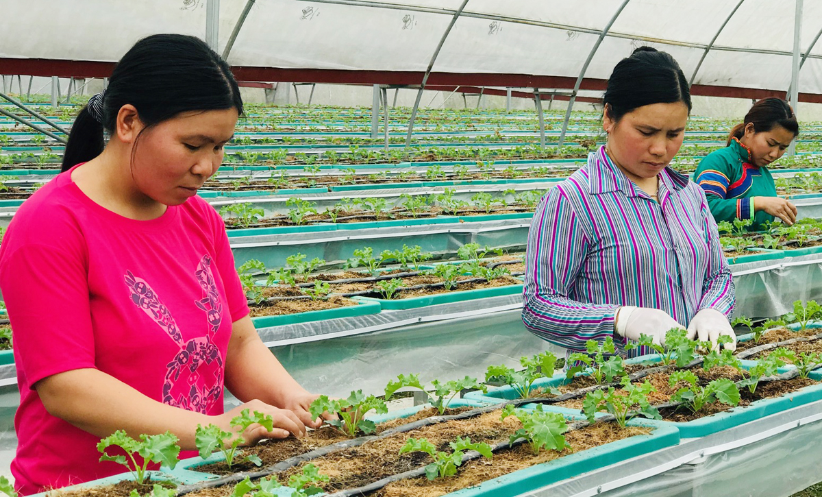 Cải xoăn Kale - rau đặc sản vùng “cao nguyên trắng” ảnh 1