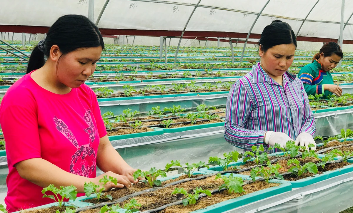 Cải xoăn Kale - rau đặc sản vùng “cao nguyên trắng” ảnh 1