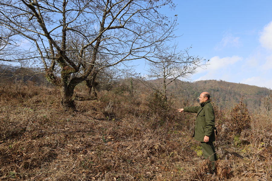 Chú trọng bảo vệ rừng dịp Tết Nguyên đán ảnh 4