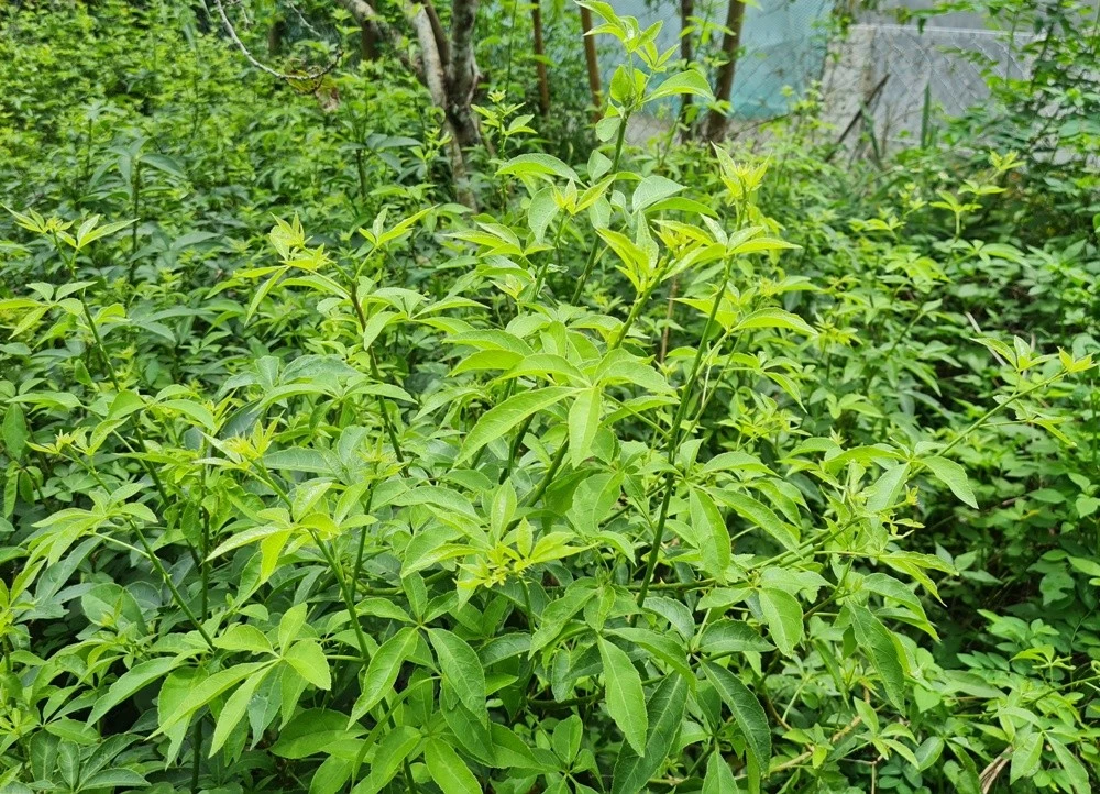 Rau gai của người vùng cao ảnh 2