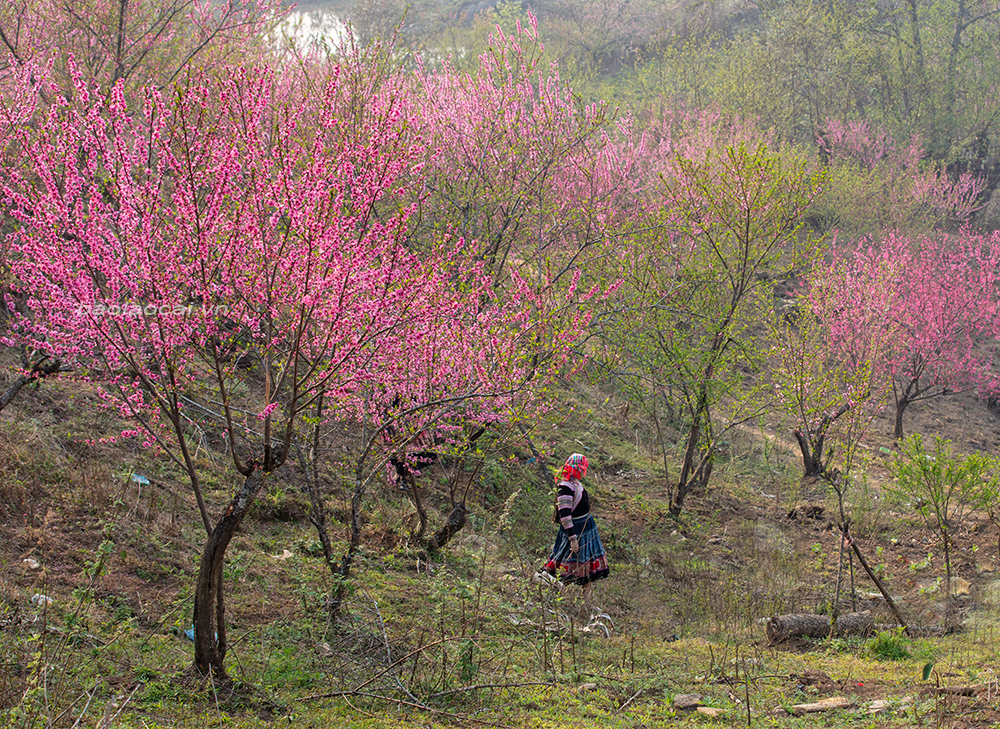 Hoa đào nở rực rỡ triền đồi tại thôn Phìn Hồ Thầu, xã Y Tý (Bát Xát). Trẻ em nô đùa dưới rừng đào. Vẻ đẹp của những cành đào hòa quyện cùng với cảnh sắc núi rừng tạo khung cảnh nên thơ. Sương khói mờ ảo, cùng với sắc đỏ hoa đào thật quyến rũ. Hoa đào tô điểm cho bức tranh phong cảnh ở nơi đây ấn tượng. Ngôi nhà nhỏ của đồng bào Mông nằm lọt thỏm giữa rừng đào.