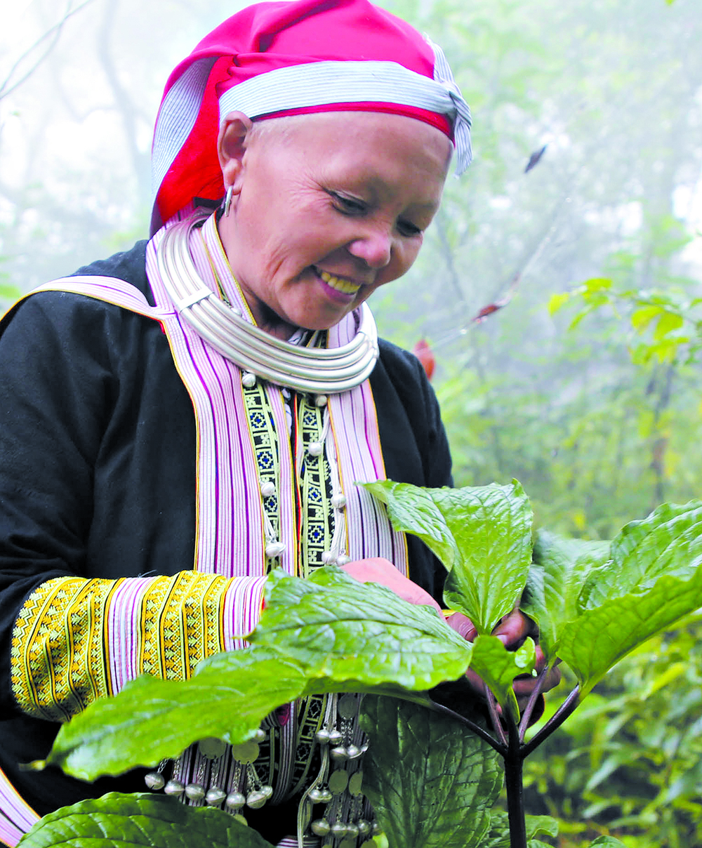 Rực rỡ thất diệp nhất chi hoa ảnh 1 Rực rỡ thất diệp nhất chi hoa ảnh 1